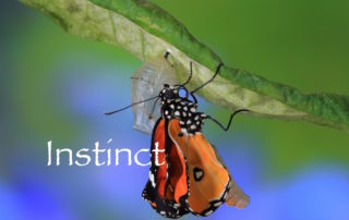 instinct