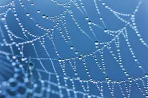 web of life