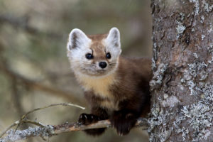 A pine marten standing on a branch in a tree - Ontario, Canada