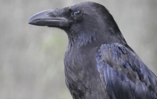 Raven Magic