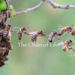 Chain of Life