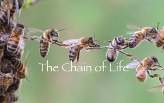 Chain of Life
