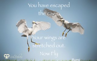 Escaped the Cage - Rumi