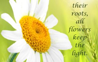 Flowers Keep the Light