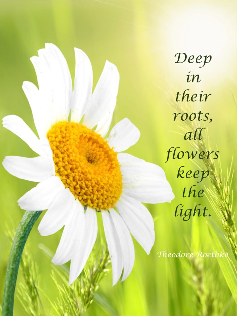 Flowers Keep the Light