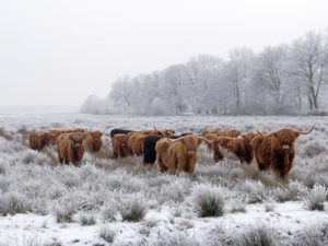 The Red Cattle of Geryon